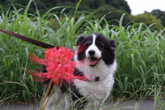 赤い花が好き