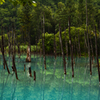 早朝フォトライフ 青い池#1