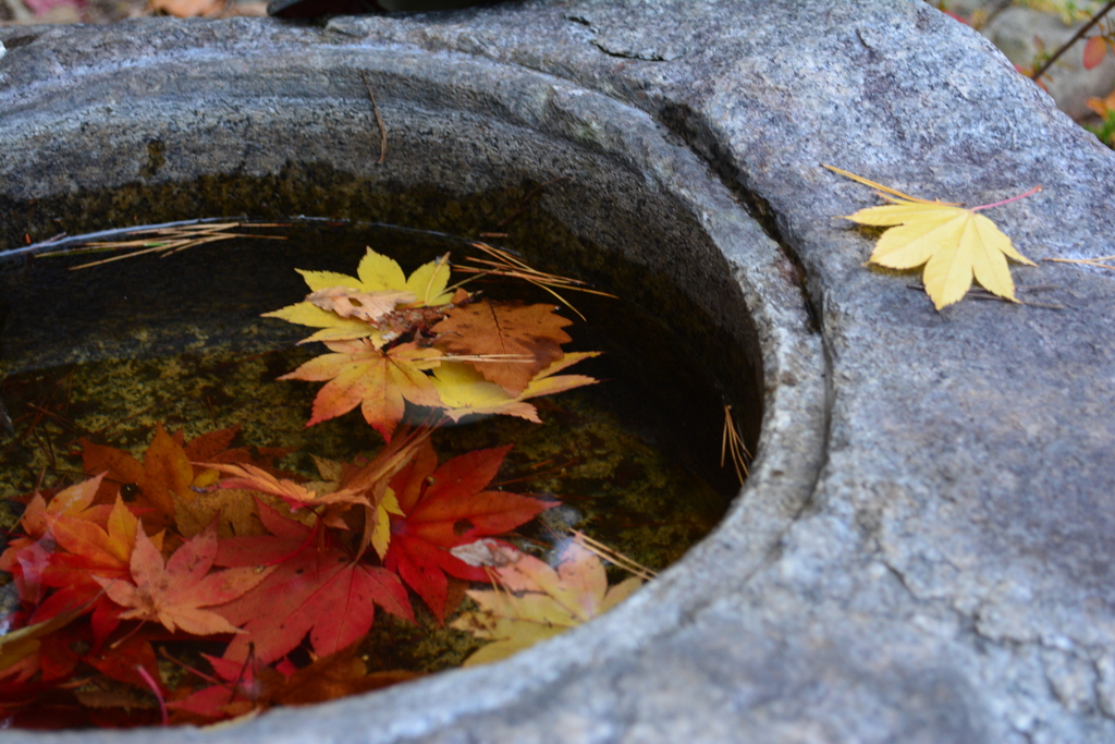 秋の彩り