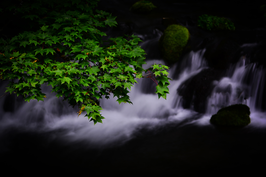 湧水の郷 2019