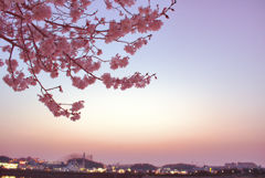 桜