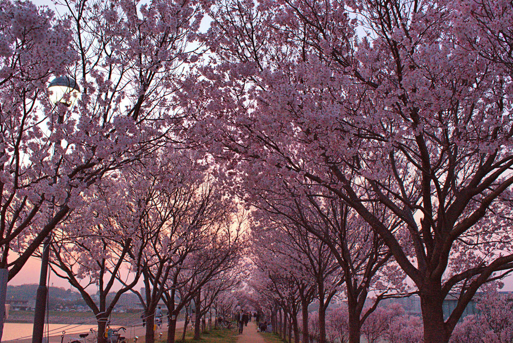  桜