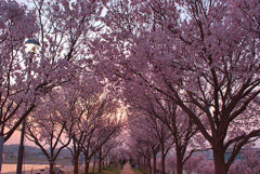 桜