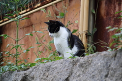 猫の細道