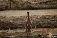 直立のカルガモヒナ