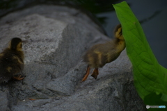 葉っぱに突進するカルガモのヒナ　2