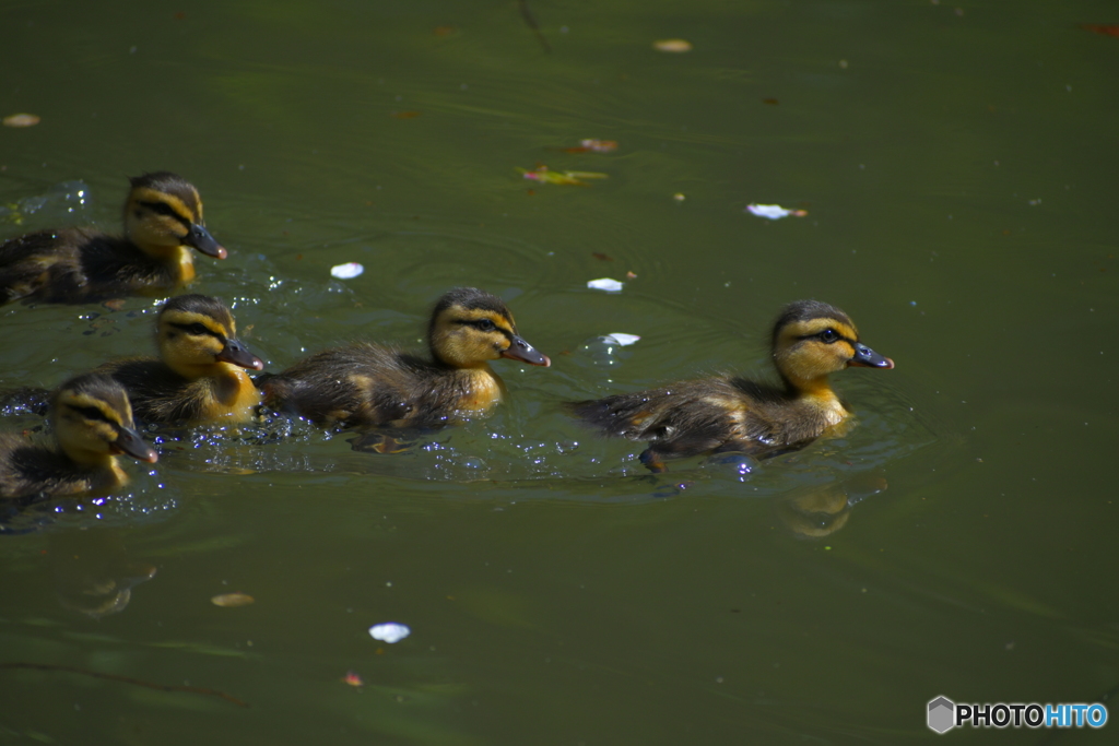 春爛漫、カルガモのヒナ　1