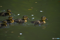 春爛漫、カルガモのヒナ　1