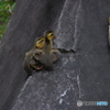 ロッククライミングに挑むカルガモのヒナたち。