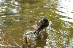 精悍に羽ばたいていたら、カルガモのヒナに襲撃されて逃げ出すカイツブリ