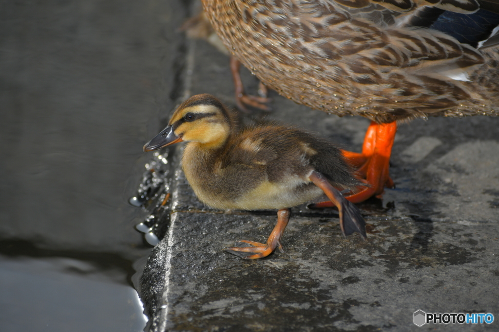 優雅に決めるカルガモのヒナ