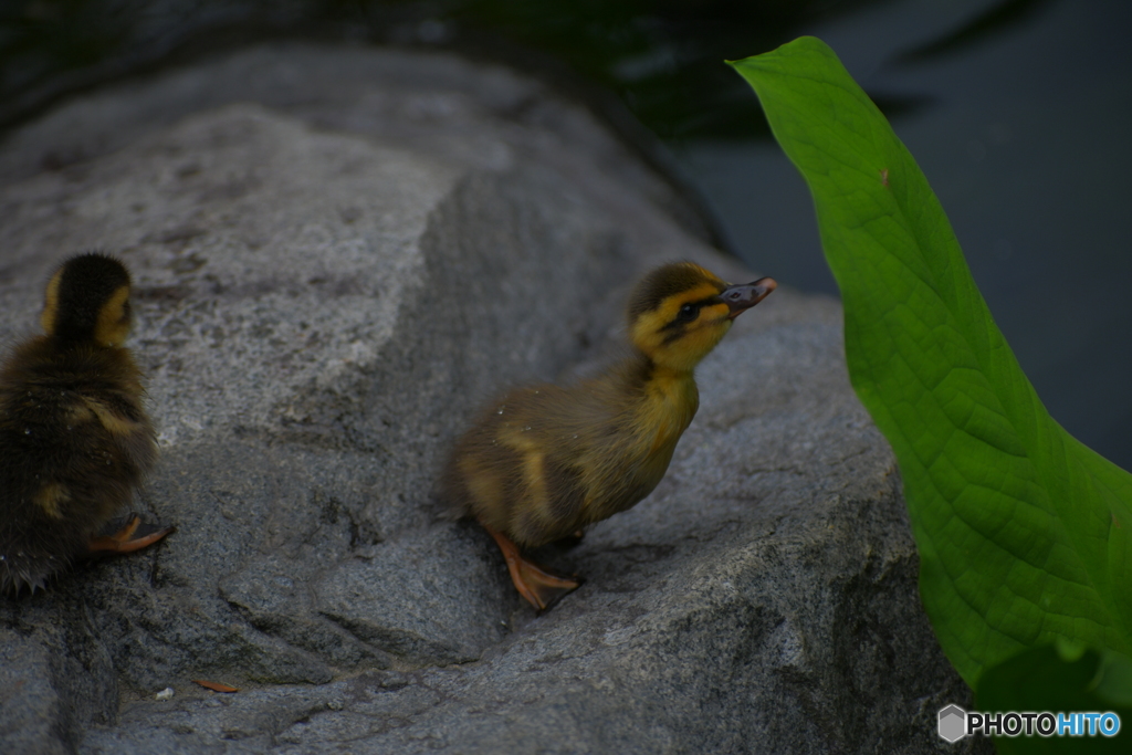 葉っぱに突進するカルガモのヒナ　1