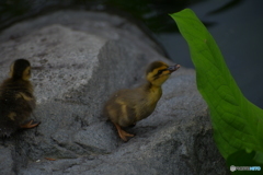 葉っぱに突進するカルガモのヒナ　1