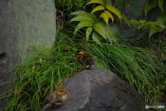 頂上にたどり着いたカルガモのヒナ