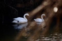 白鳥の親子