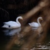白鳥の親子