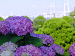 港の見える丘公園の紫陽花