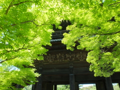 南禅寺 楓