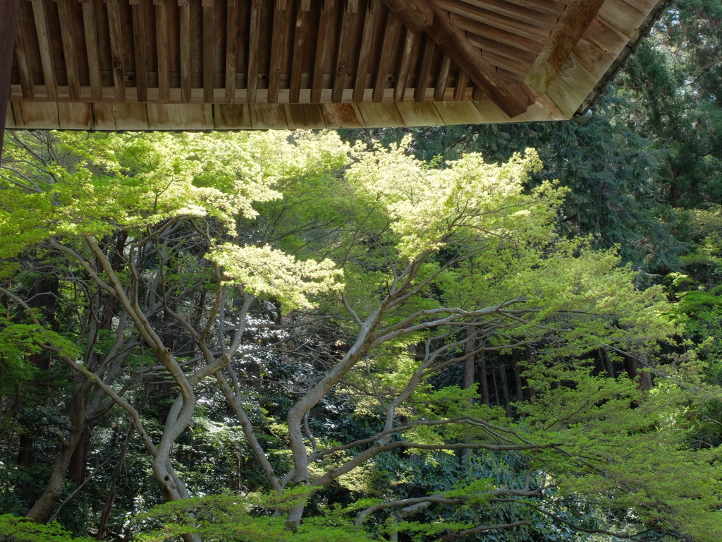 妙本寺