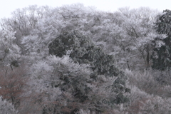 白い木々