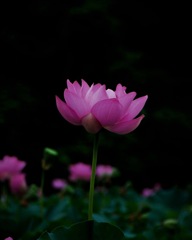 近所の蓮の花