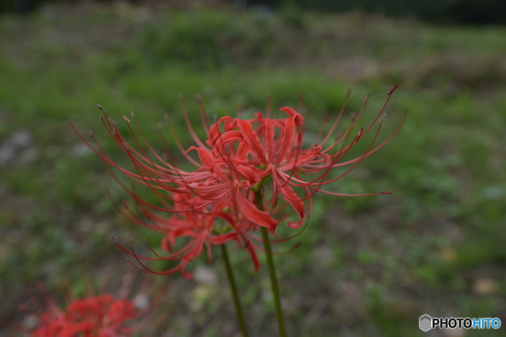A cluster amaryllis 