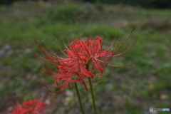 A cluster amaryllis 