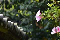 古民家に咲く花