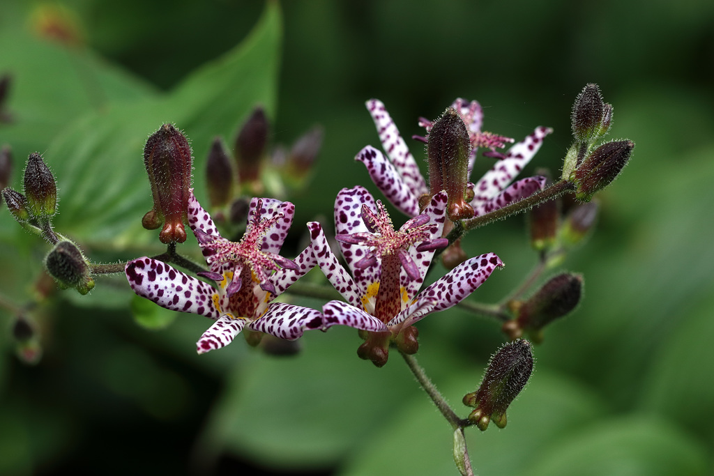 杜鵑草 （ほととぎす）