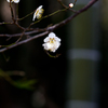 白梅1