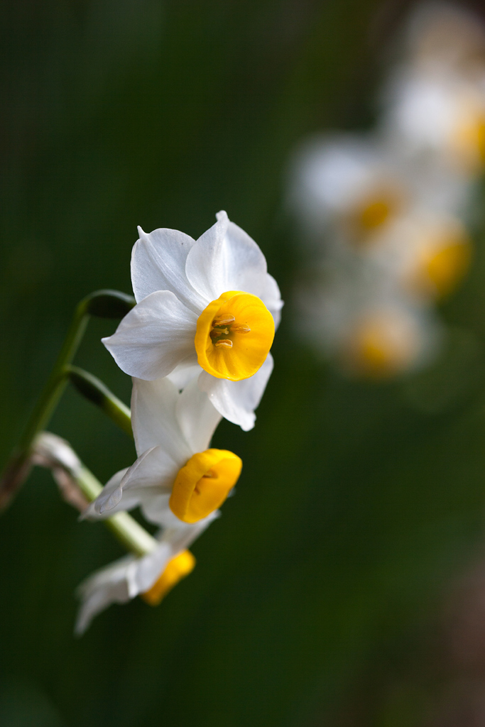 ニホンズイセン