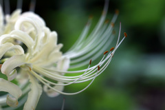 白花曼珠沙華（しろばなまんじゅしゃげ）