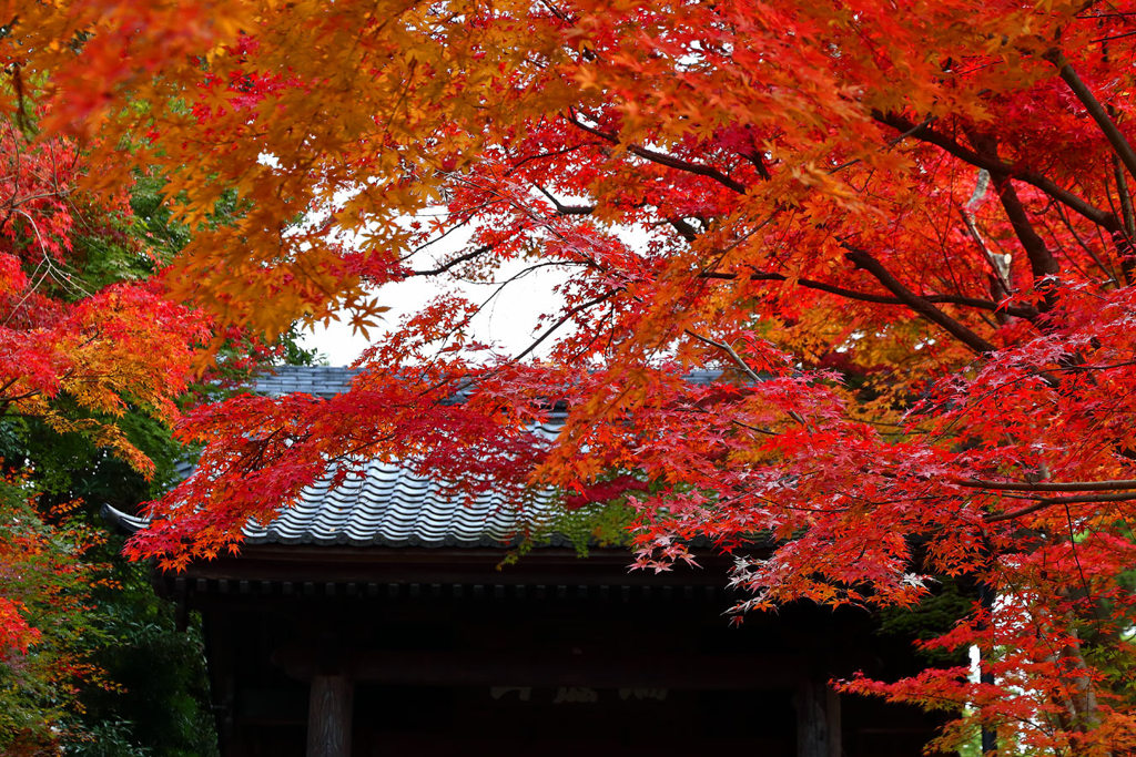 円覚寺の紅葉2