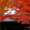 円覚寺の紅葉2