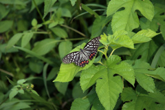 アカボシゴマダラ