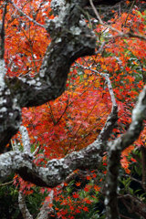東慶寺の紅葉3