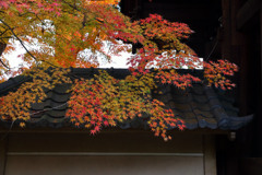 円覚寺の紅葉1