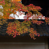 円覚寺の紅葉1