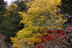東慶寺の紅葉2