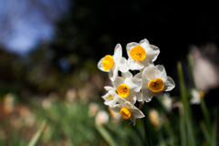 ニホンズイセン3