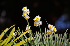 ニホンズイセン2