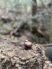 椎茸狩りには、まだかな