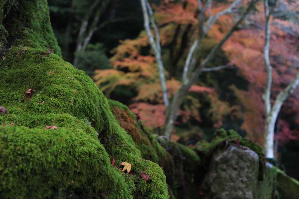 地元のお寺