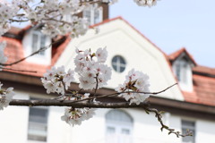 修道院の桜