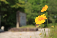 野に咲く　花のように