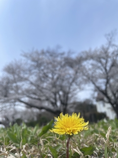 桜の撮影？？