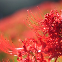 彼岸花