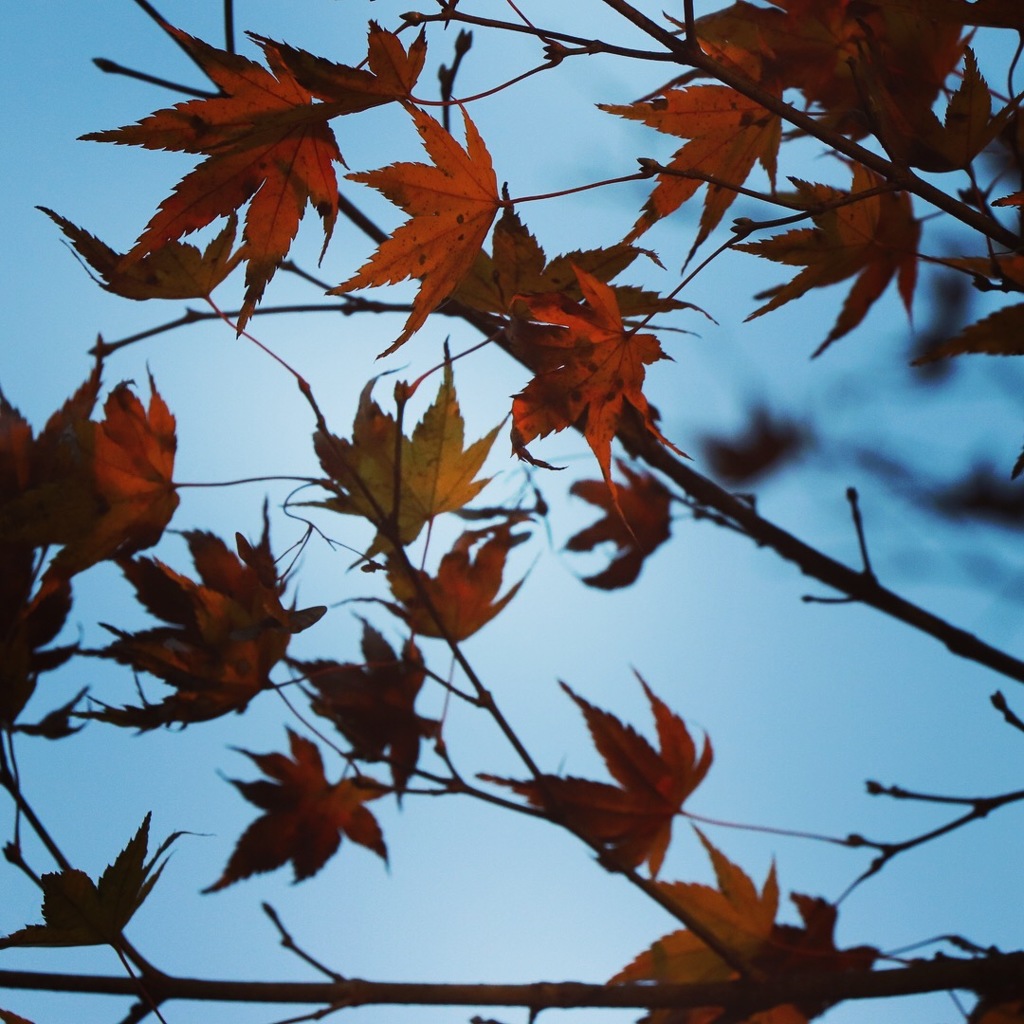 用作公園 紅葉
