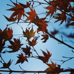 用作公園 紅葉