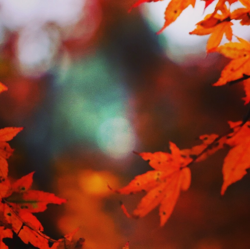 紅葉